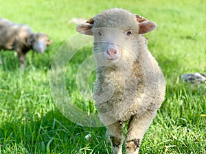 Young lamb, on a green pasture at the farm in mountains