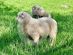 Young lamb, on a green pasture at the farm in mountains