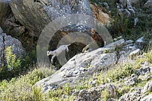 Young lamb jumping from a rock