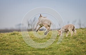 Young lamb leaping in the air while another one grazes nearby.