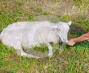 Young lamb lies in a meadow and a girl feeds her pets