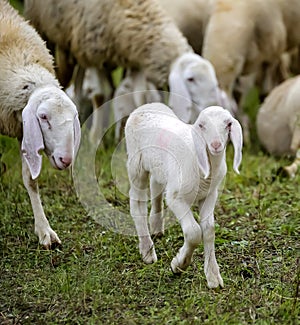 young lamb in the middle of the flock of white sheep