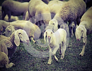young lamb in the middle of the numerous flock of sheep grazing