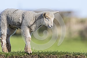 Young Lamb on a River Bank