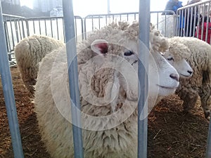 Young lamb sheep rests in a pen on a farm pen