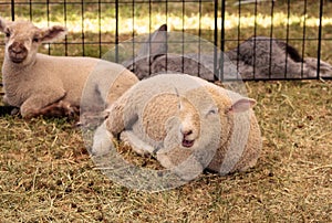 Young lamb sheep rests in a pen on a farm