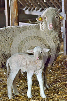 Young lamb and sheep