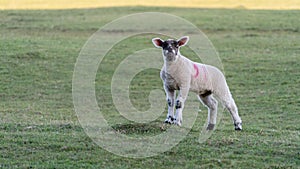 Young Lamb standing alert on a grassy mound in a field