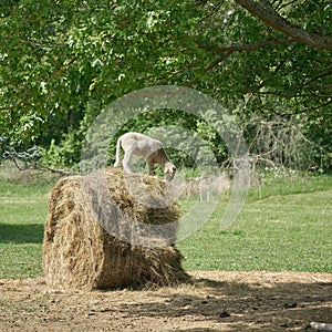 Young lamb stands on hay bale