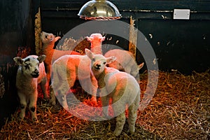 Young Lamb under heat lamp