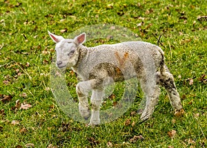 A young lamb walks gingerly past in a field near Market Harborough  UK