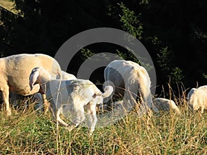 young lamb with white woolen fleece walks in the pasture