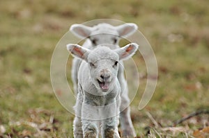 Young Lambs
