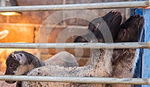 Young lambs in organic farm waiting for their bottle feed