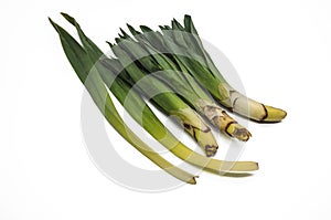 Young lanceolate leaves early spring plant Eremurus used in food