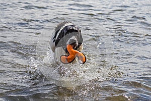 Young landeer playing with a bright orange toy in a lake