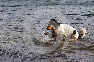 Young landeer playing with a bright orange toy in a lake