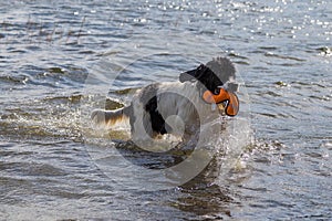 Young landeer playing with a bright orange toy in a lake