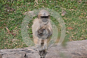 Young Langur Monkey