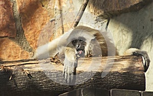 A young lar gibbon is licking a bark of a stub with its tongue