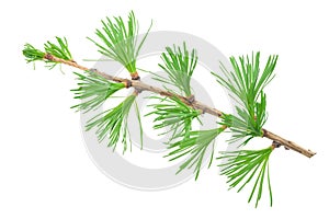 Young larch branch