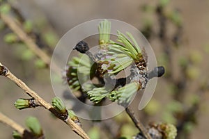 Young larch needles