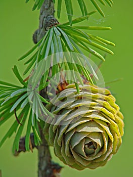 Young Larch Pine Cone