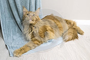 Young large red marble Maine coon cat lies on draped fabric on the floor and provocatively looks up