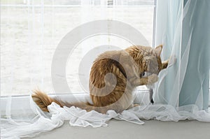 Young large red marble Maine coon cat playing with a toy