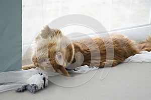 Young large red marble Maine coon cat playing with a toy