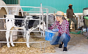 Young latin american woman with a bucket working on a farm feeds a young calf