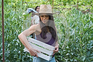 Young latin female farmer picking broad beans from plant at urban garden.