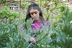 Young latin female farmer picking broad beans from plant at urban garden.