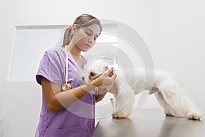 Lekár čistenie pes ucho v klinika veterinár povolania 