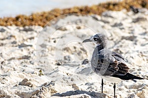 Young Laughing Gull Leucophaeus Atricilla on a beach