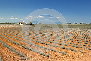 Young lavender field