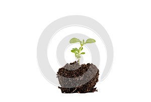 Young lavender flower plant start growing in ball of soil, isolated on white background, lot of room for text.