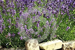 Young lavender with petal flowers.