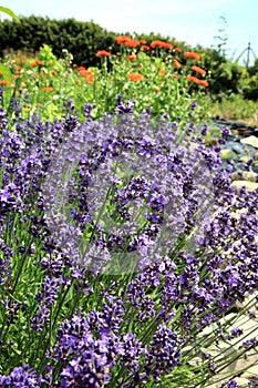 Young lavender with petal flowers.