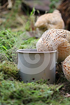 The young laying quail feels comfortable in its natural environment and lays an egg