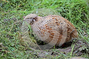 The young laying quail feels comfortable in its natural environment and lays an egg