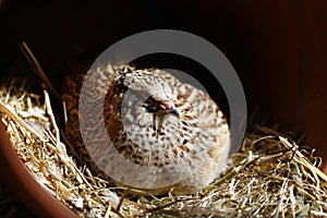 The young laying quail feels comfortable in its natural environment and lays an egg