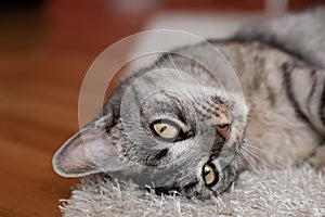 Young and lazy grey tabby cat chilling out on the shaggy carpet after lunch photo
