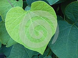 Young leaf of Aristolochia macrophylla