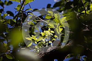 Young Leaf of Cinnamomum camphora tree