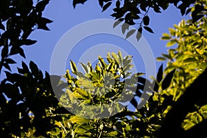 Young Leaf of Cinnamomum camphora tree