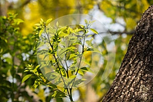 Young Leaf of Cinnamomum camphora tree