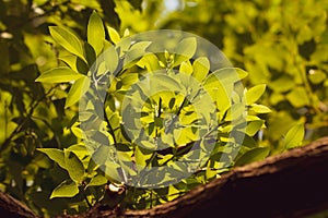 Young Leaf of Cinnamomum camphora tree