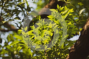 Young Leaf of Cinnamomum camphora tree