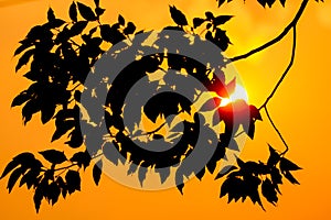 Young Leaf of Cinnamomum camphora tree